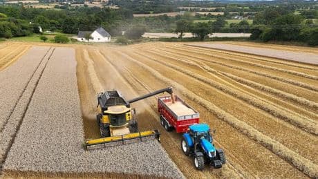 Crise France-Algérie : le blé, l’autre champ de bataille