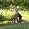 Mitten am Tag - Hier schleift ein Wolf ein Reh über den Weg