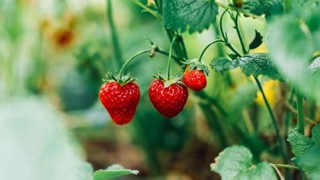 Grow strawberries in your own garden this summer with plants now reduced to £1