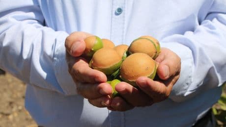 Adanalı üretici perişan: Aşırı sıcaklar ve poyraz limonu yaktı, yüzde 80'e varan kayıp var