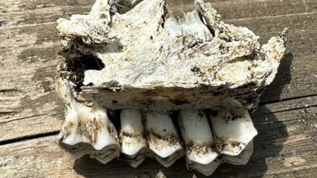 Mystery skull found in man’s garden is leaving Londoners baffled