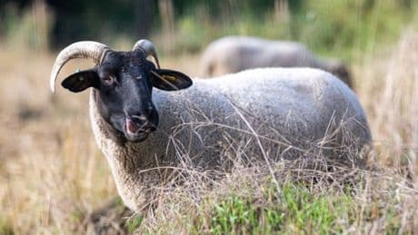Grazing sheep return to Hampstead Heath for first time in 70 years