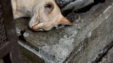 I Just Learned Why Cats Like Concrete Slabs So Much, And It's So... Cat