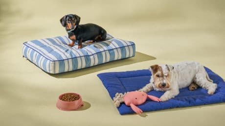 Correas, juguetes y comederos: la guía definitiva para ir a la playa con tu perro