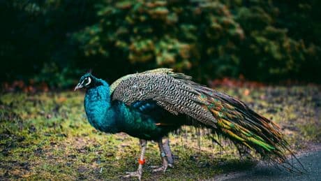 Loose peacock waking neighbours at 5am and destroying vegetable patches: ‘He’s very annoying’