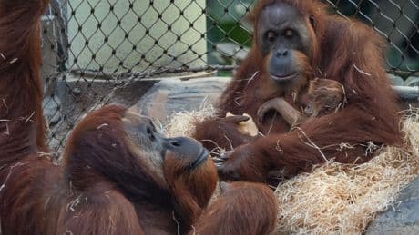 Frankfurter Zoo: Orang-Utans ausgebüxt