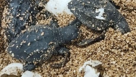 Nacen 62 tortugas marinas de un nido detectado en una playa de Palma