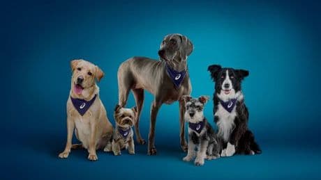 Seven in 10 dog owners say their pets are their main motivation for exercise