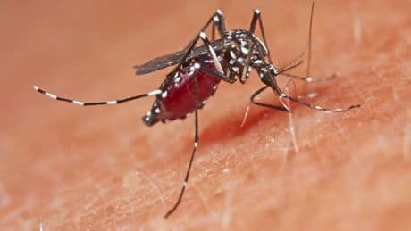 Tigermücke: Tropenvirus-Infektion nahe deutscher Grenze