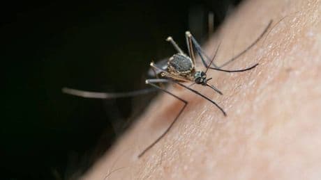 No es solo tu percepción: por qué la temporada de mosquitos dura más que hace años