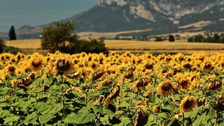 La Bureba, el espectáculo de los girasoles que pocos conocen