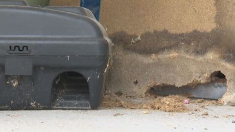 “I actually freaked out”: Tenants raise alarm over building’s mouse infestation