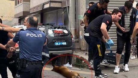 İhbara giden polislerden birini pitbull, diğerini ise sahibi ısırdı!