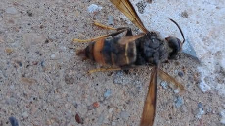 Alerta en Alcañiz (Teruel): detectan un peligroso tipo de avispa y piden ayuda ciudadana para encontrar los nidos