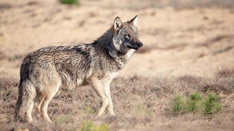 'Probleemwolf' mag afgeschoten worden: 'Pitbulls vallen ook mensen aan!'