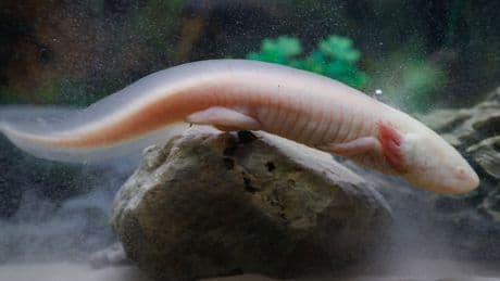 Captive-bred axolotls thrive in Mexican wetlands, researchers find