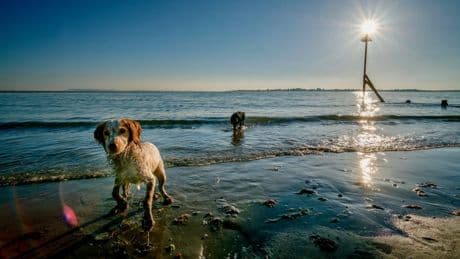 Britain’s best dog-friendly beaches for summer adventures
