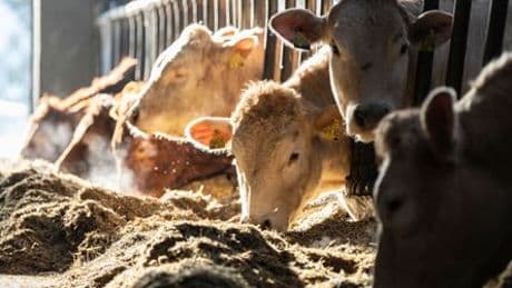 Tierwohl-Siegel: Rinderpapiere gefälscht – Fleisch mit falscher Haltungsangabe verkauft