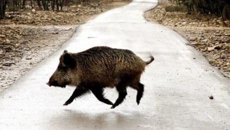 Peligro: animales sueltos en la carretera (y no conducen)