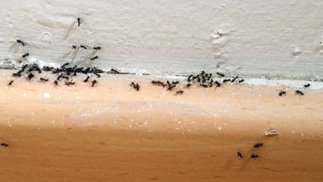 Cómo usar la sal de mesa para matar hormigas sin insecticidas y rápidamente