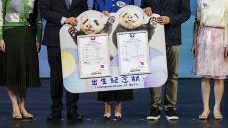 Hong Kong's baby pandas finally have names. Meet Jia Jia and De De