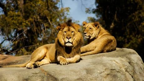 Danimarca civilissima? Non allo zoo. "Donate animali per i pasti dei leoni"
