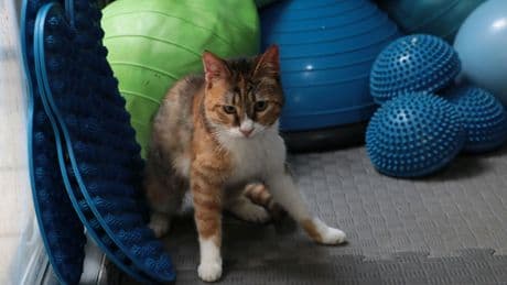 Depremzede kedi 'Defne' 2 yıldır yuva arıyor