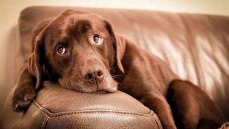 Vet explains one sign that your dog could be seriously unwell