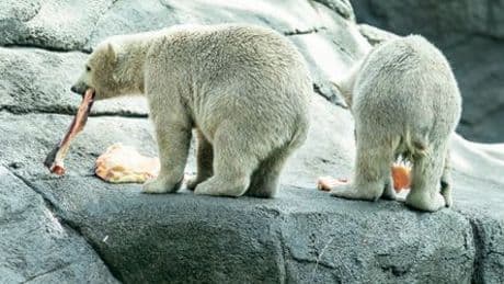 Dänemark: Zoo bittet um Haustiere als Futter für Raubtiere