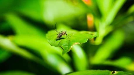 En Chine, la  propagation du chikungunya rappelle les années noires du Covid-19