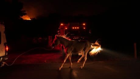 Photos of the scenes after Canyon Fire ignited