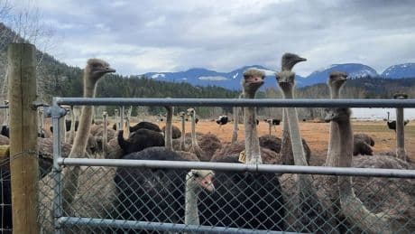 Ostrich cull ordered on B.C. farm over avian flu concerns, owners ‘heartbroken’