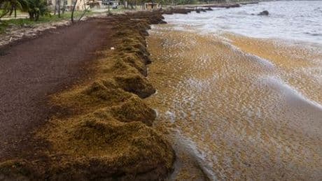 Karibikstrände: 38 Millionen Tonnen Sargassum-Algen sorgen für Plage