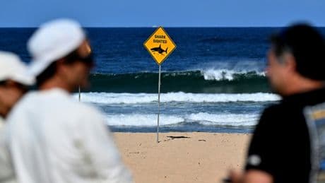 Australie : attaque mortelle de requin sur un surfeur à Sydney, plages fermées