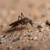 Deux nouveaux foyers autochtones de dengue en France, trois en tout, nombre d'épisodes inchangés pour le chigungunya