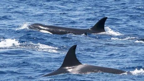 ¿Se han acabado los 'ataques' de orcas a los barcos?
