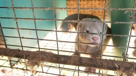 B.C.’s top court tosses mink farms’ bid for damages after COVID-era ban