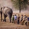 Personnes piétinées, cultures saccagées… Ce pays subit la face sombre du repeuplement d’éléphants