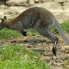 Motiv völlig unklar: Mann soll Kängurus in Solinger Tierpark geköpft haben