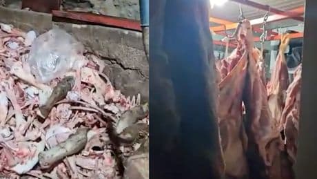 Kayseri'de mide bulandıran görüntü! Ahırda 1.5 ton mühürsüz ve uygunsuz et bulundu