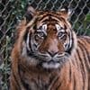 Vom Aussterben bedrohte Art: Mann in Indonesien von Sumatra-Tiger angegriffen und getötet
