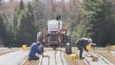 Nearly half of Canadians support scrapping Temporary Foreign workers program: poll