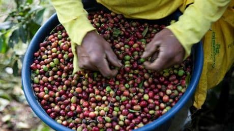 Ernteausfall: Kaffeepreis steigt deutlich stärker als allgemeine Inflation