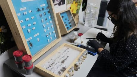 How high-tech tools, and pigs, could help in the search for Mexican drug cartel victims