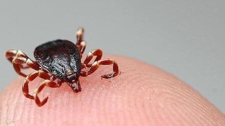 Ülkemizde kene yoğunluğu arttı mı? Sağlık Bakanlığı'ndan açıklama geldi