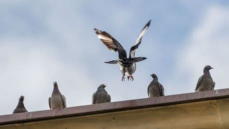 Oberpfalz: Neun Wettkampf-Tauben aus Garten gestohlen - zwei tote Küken