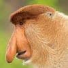 Mystery of the 'world's ugliest animal' is SOLVED: Scientists reveal why male proboscis monkeys have such large noses