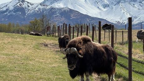 An Alaska Mother's Day tradition: Mingling with ice age survivors on a farm