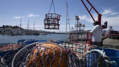 New gear could keep California crab fishermen on the water longer, and whales safe