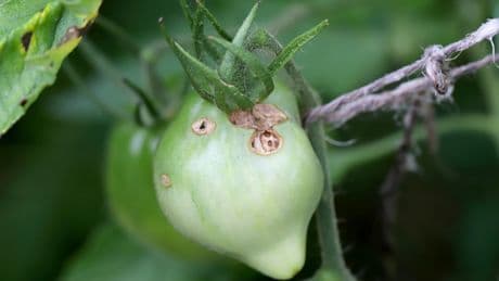 Gefahr für die Ernte: Warum ein Tropen-Falter Bauern in Sorge versetzt